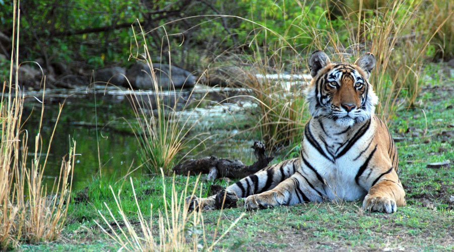 Jim Corbett