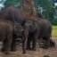 Dubare Elephant Camp, Coorg, Karnataka