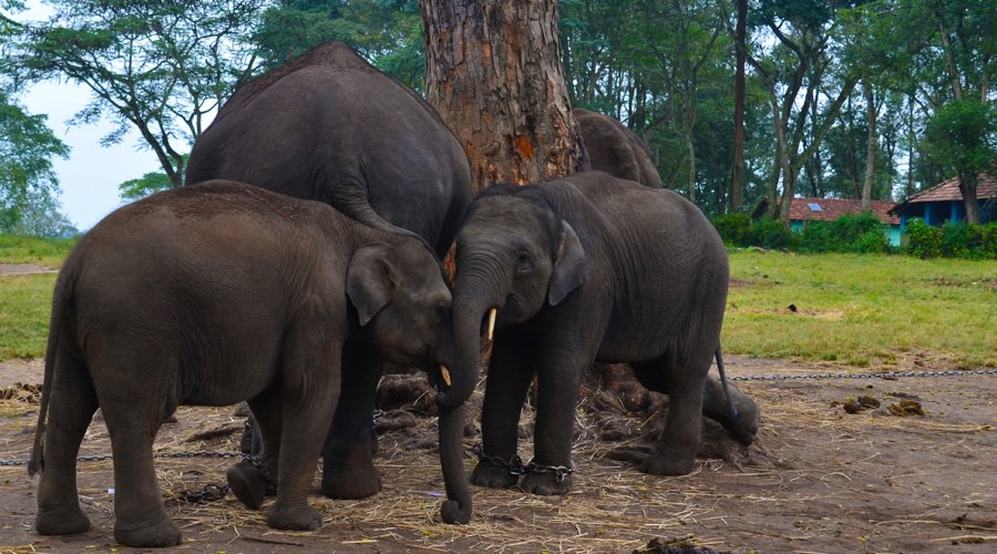 Dubare Elephant Camp, Coorg, Karnataka