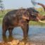 Dubare Elephant Camp, Coorg, Karnataka