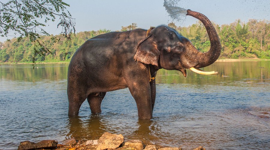 Dubare Elephant Camp, Coorg, Karnataka