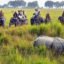 Kaziranga National Park, Kanchanjuri, Assam, India