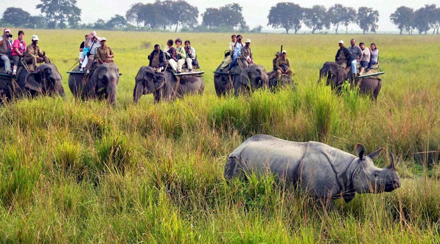 Kaziranga National Park, Kanchanjuri, Assam, India