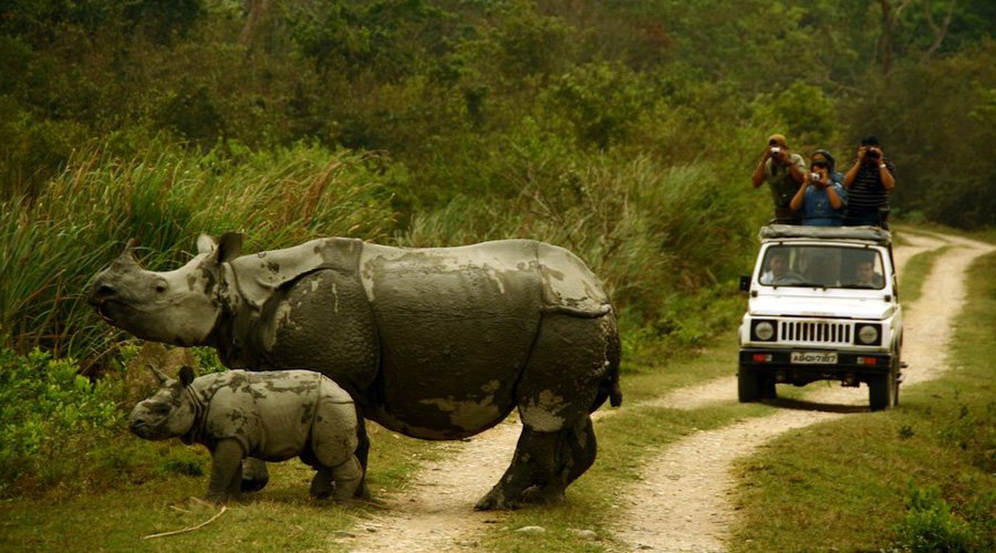 Kaziranga National Park, Kanchanjuri, Assam, India