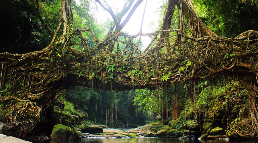 Living Root Bridges, Cherrapunji, Meghalaya