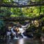 Living Root Bridges, Cherrapunji, Meghalaya