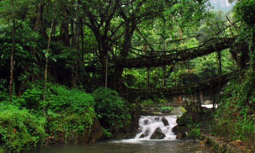 Living Root Bridges, Cherrapunji, Meghalaya