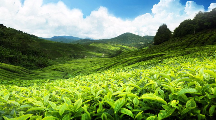 Tea Garden, Munnar, Kerala