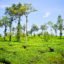 Tea Garden, Munnar, Kerala