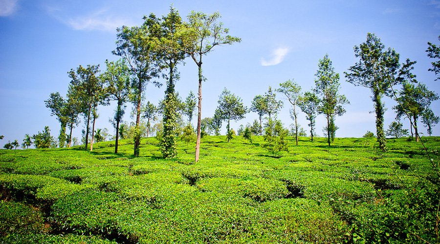 Tea Garden, Munnar, Kerala