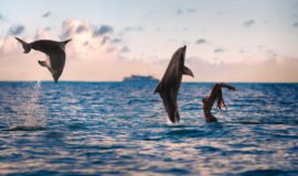 Dolphin Watching At Sinquerim Beach North Goa, Goa, India