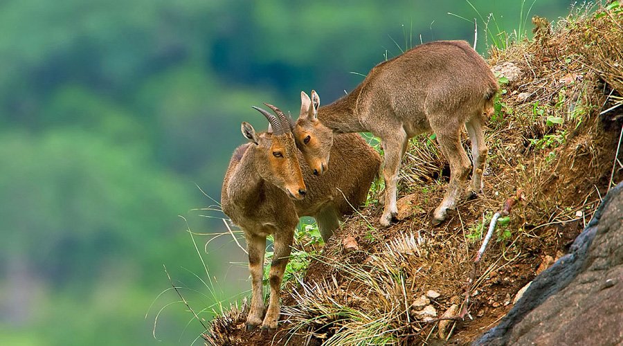 Eravikulam National Park, Munnar, Kerala