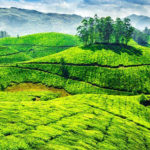 Munnar, Kerala