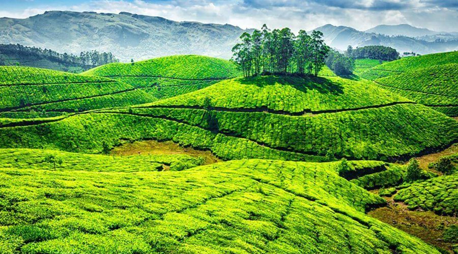 Munnar, Kerala