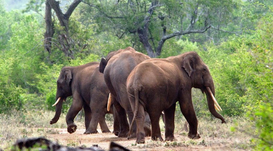 Eravikulam National Park, Munnar, Kerala