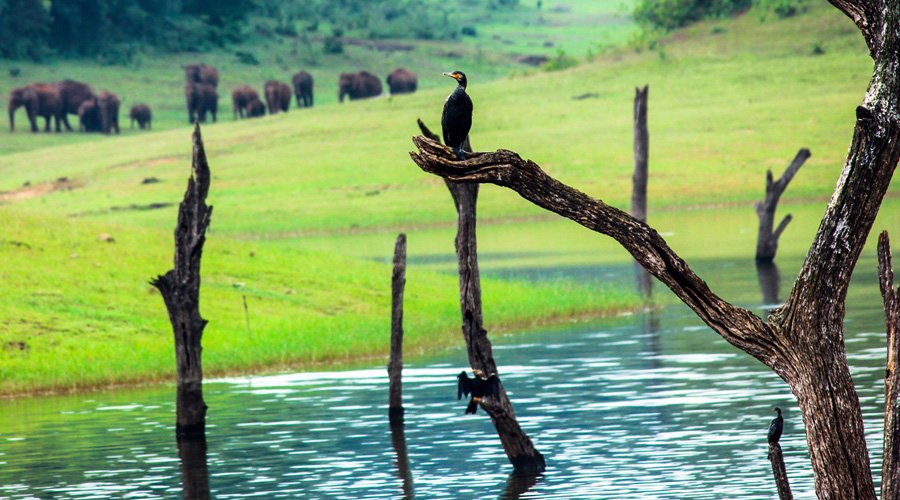 Thekkady, Kerala