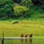 Periyar National Park, Thekkady, Kerala