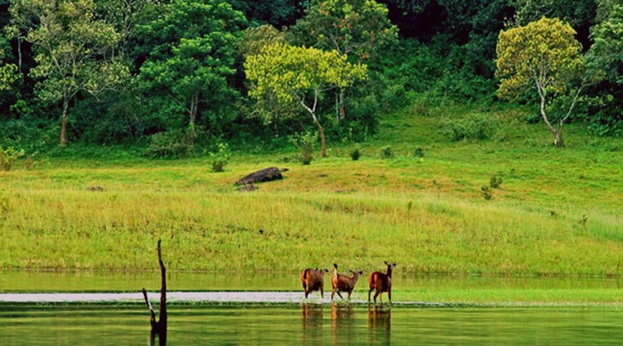 Periyar National Park, Thekkady, Kerala