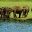 Periyar National Park, Thekkady, Kerala