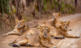 Gir National Park, Sasan Gir, Gujarat, India