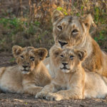 Gir National Park, Sasan Gir, Gujarat, India
