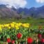 Indira Gandhi Memorial Tulip Garden, Srinagar, Jammu and Kashmir, India