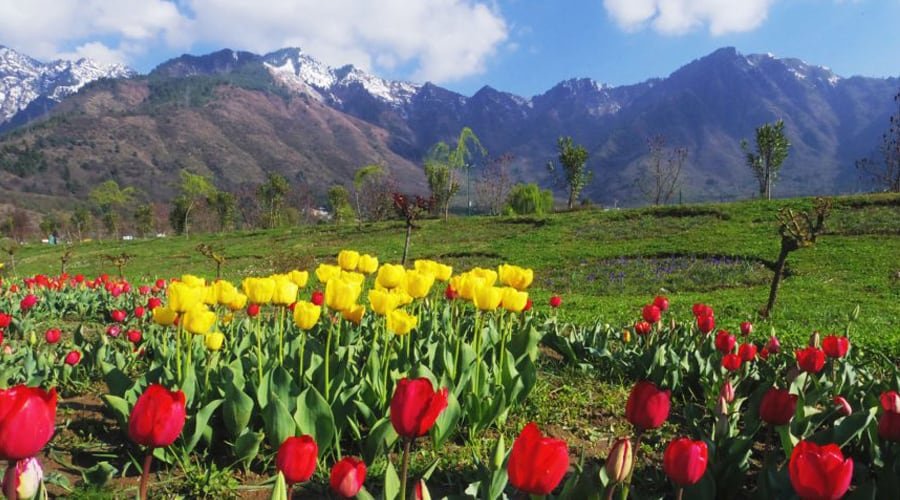 Indira Gandhi Memorial Tulip Garden, Srinagar, Jammu and Kashmir, India