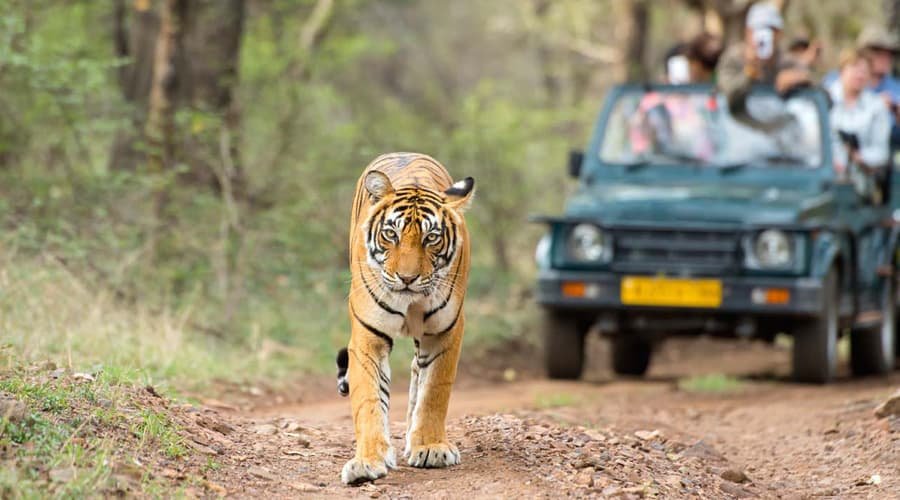 Ranthambore National Park, Ranthambore, Rajasthan, India