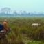 Kaziranga National Park, Kanchanjuri, Assam, India