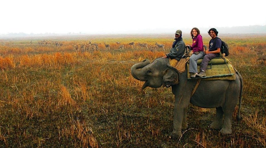 Kaziranga National Park, Kanchanjuri, Assam, India