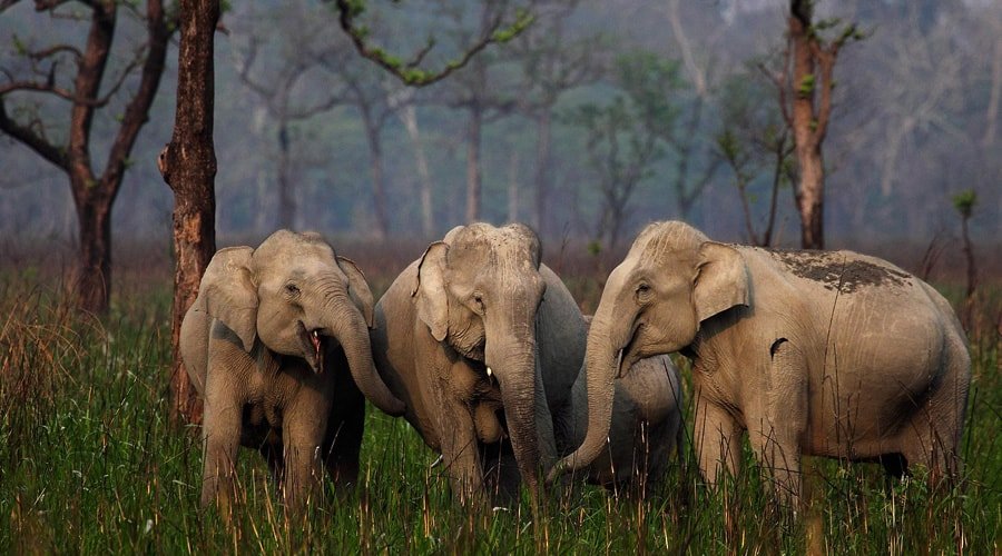 Kaziranga National Park, Kanchanjuri, Assam, India