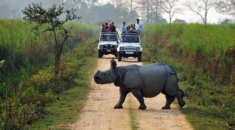 Kaziranga National Park, Kanchanjuri, Assam, India