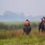 Kaziranga National Park, Kanchanjuri, Assam, India