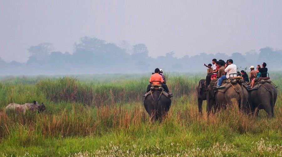 Kaziranga National Park, Kanchanjuri, Assam, India