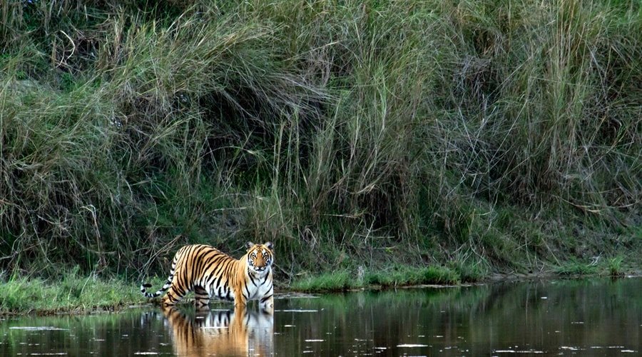 Kaziranga National Park, Kanchanjuri, Assam, India