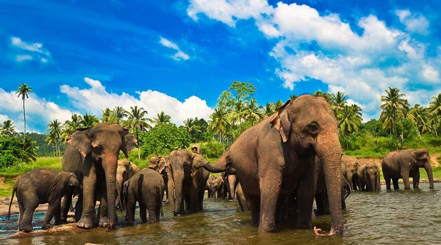 Wildlife, Pinnawala, Sri Lanka, Asia