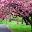 Cherry-Blossom,-Shillong, Meghalaya, North East, India