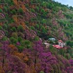 Kasauli, Himachal Pradesh, India