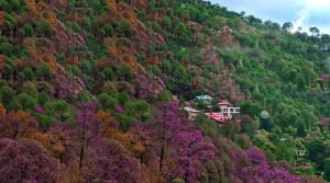 Kasauli, Himachal Pradesh, India