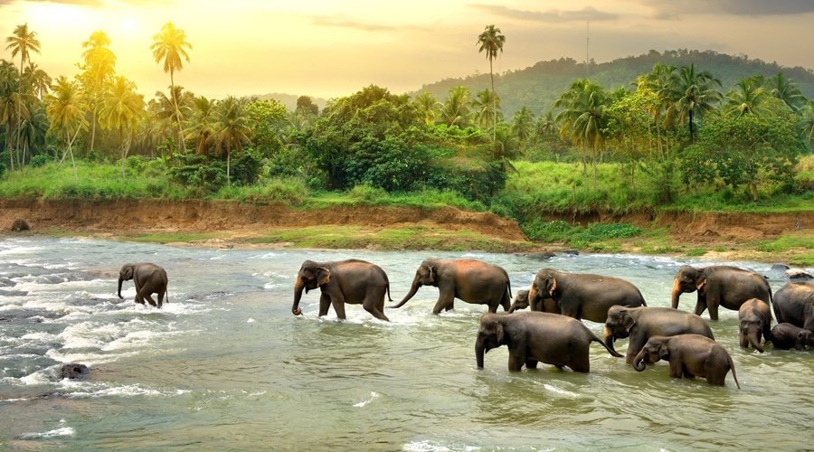 Wildlife, Pinnawala, Sri Lanka, Asia