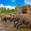 Wildlife, Pinnawala, Sri Lanka, Asia