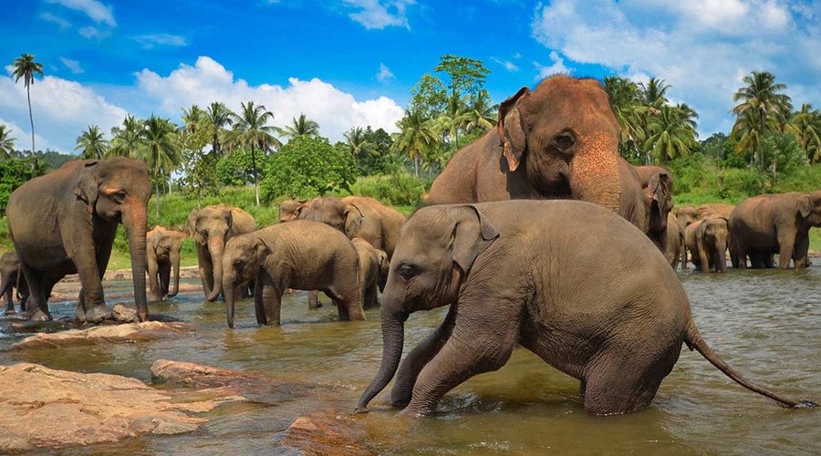 Wildlife, Pinnawala, Sri Lanka, Asia