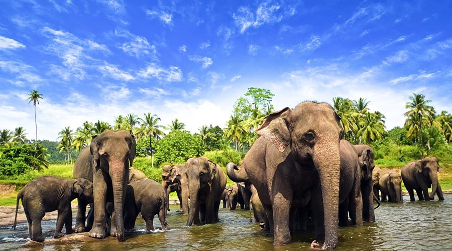 Wildlife, Pinnawala, Sri Lanka, Asia