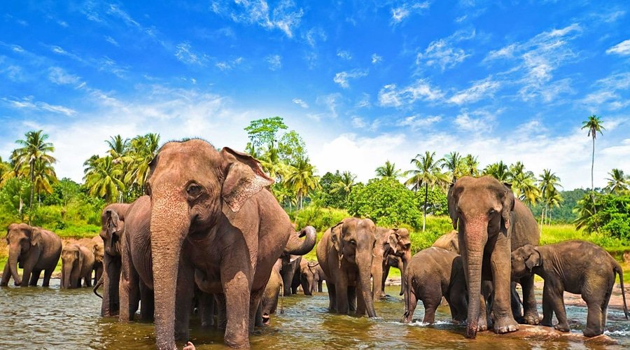 Wildlife, Pinnawala, Sri Lanka, Asia