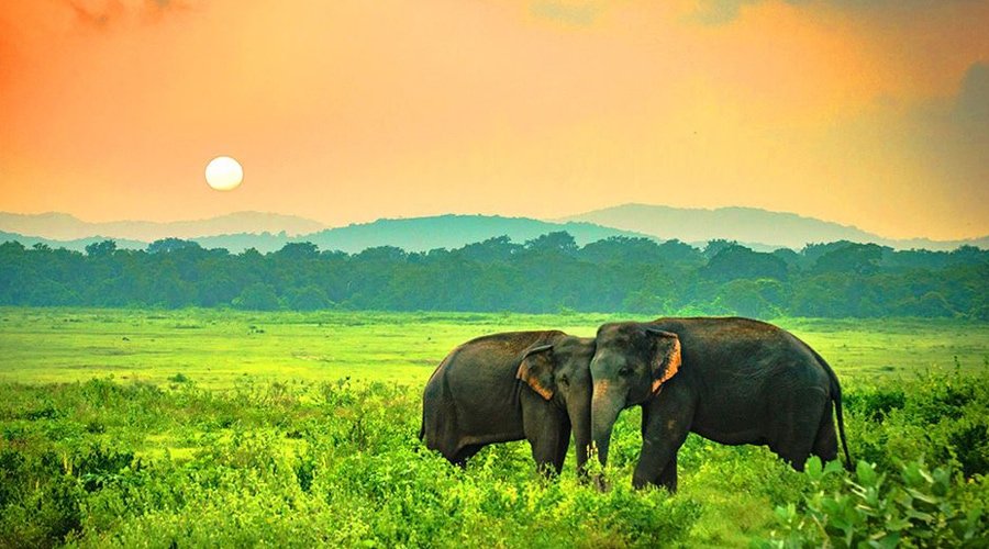 Yala National Park, Katagamuwa, Yala, Sri Lanka, Asia